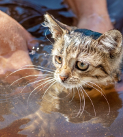 Foto de gato bañándolo